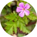 Geranium Robertianum Extract