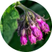 Allantoin