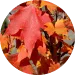 Acer Saccharum (Sugar Maple) Extract