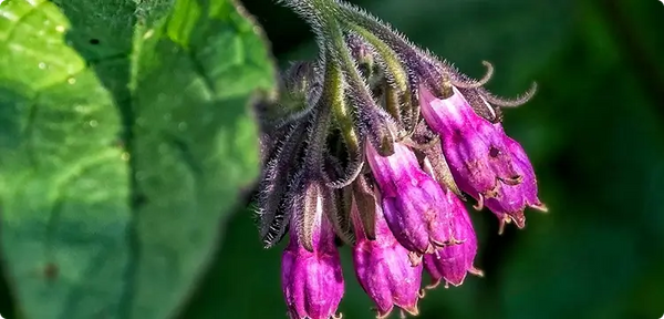 Allantoin