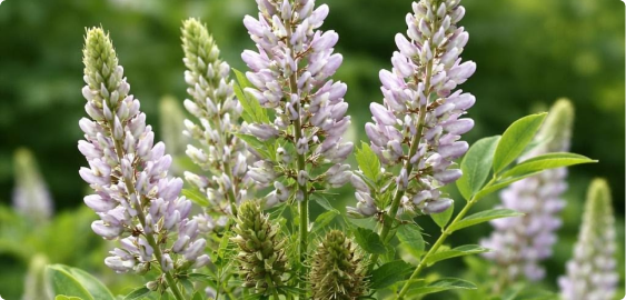 Licorice Extract